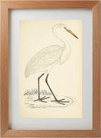 Great White Heron