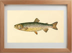 The Tahoe Trout (Adult Male) Salmo-Henshawi
