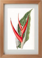 Powdered Heliconia