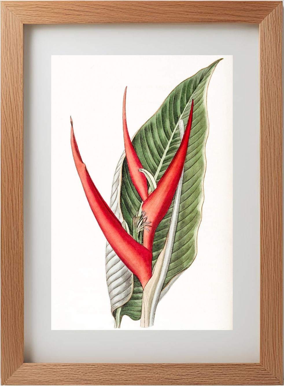Powdered Heliconia