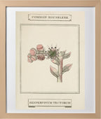 Common Houseleek