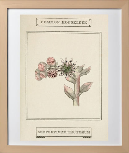 Common Houseleek