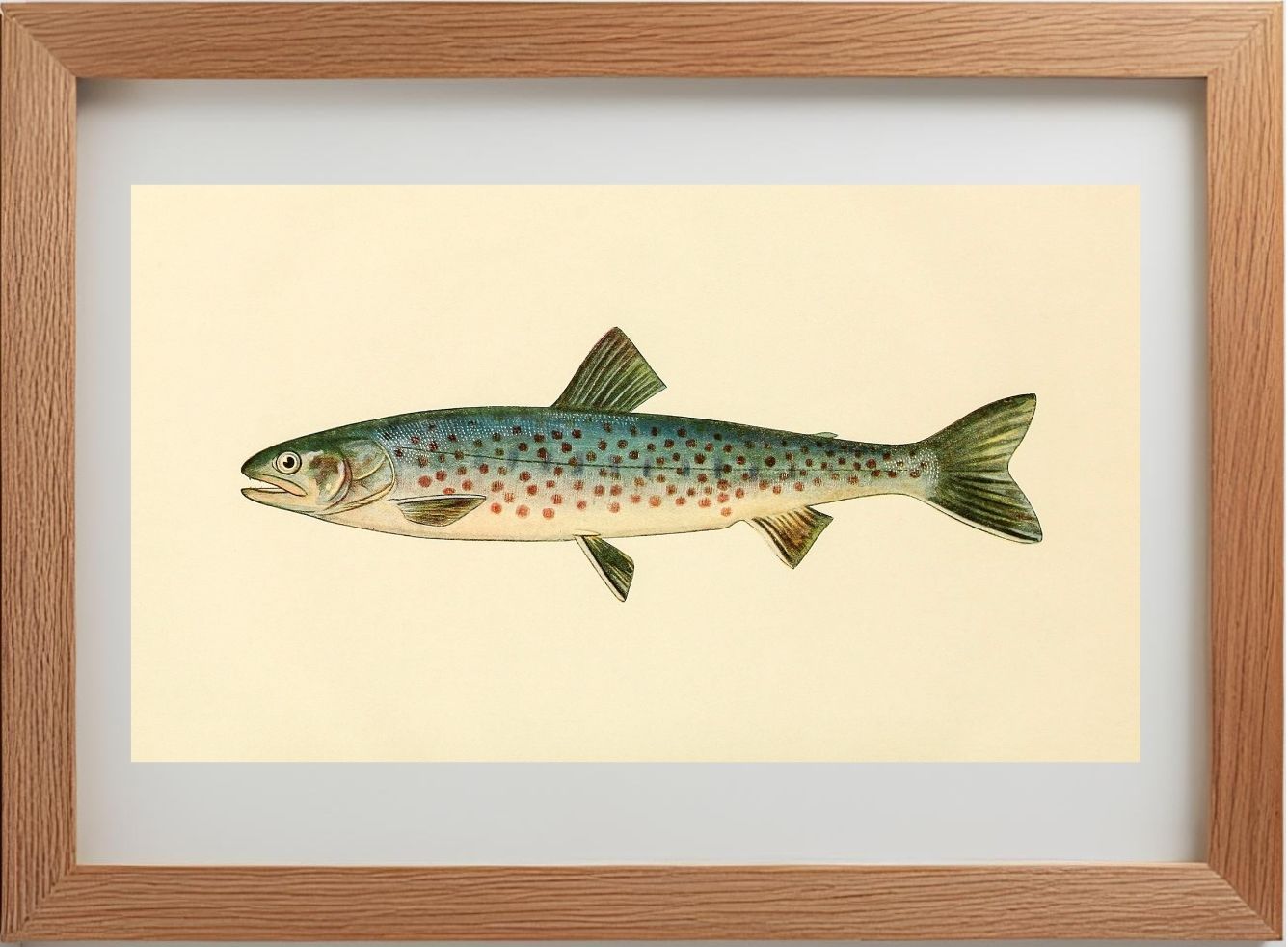 The Rangeley Trout (Adult Male) Salvelinus-Oquassa
