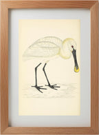 Spoonbill