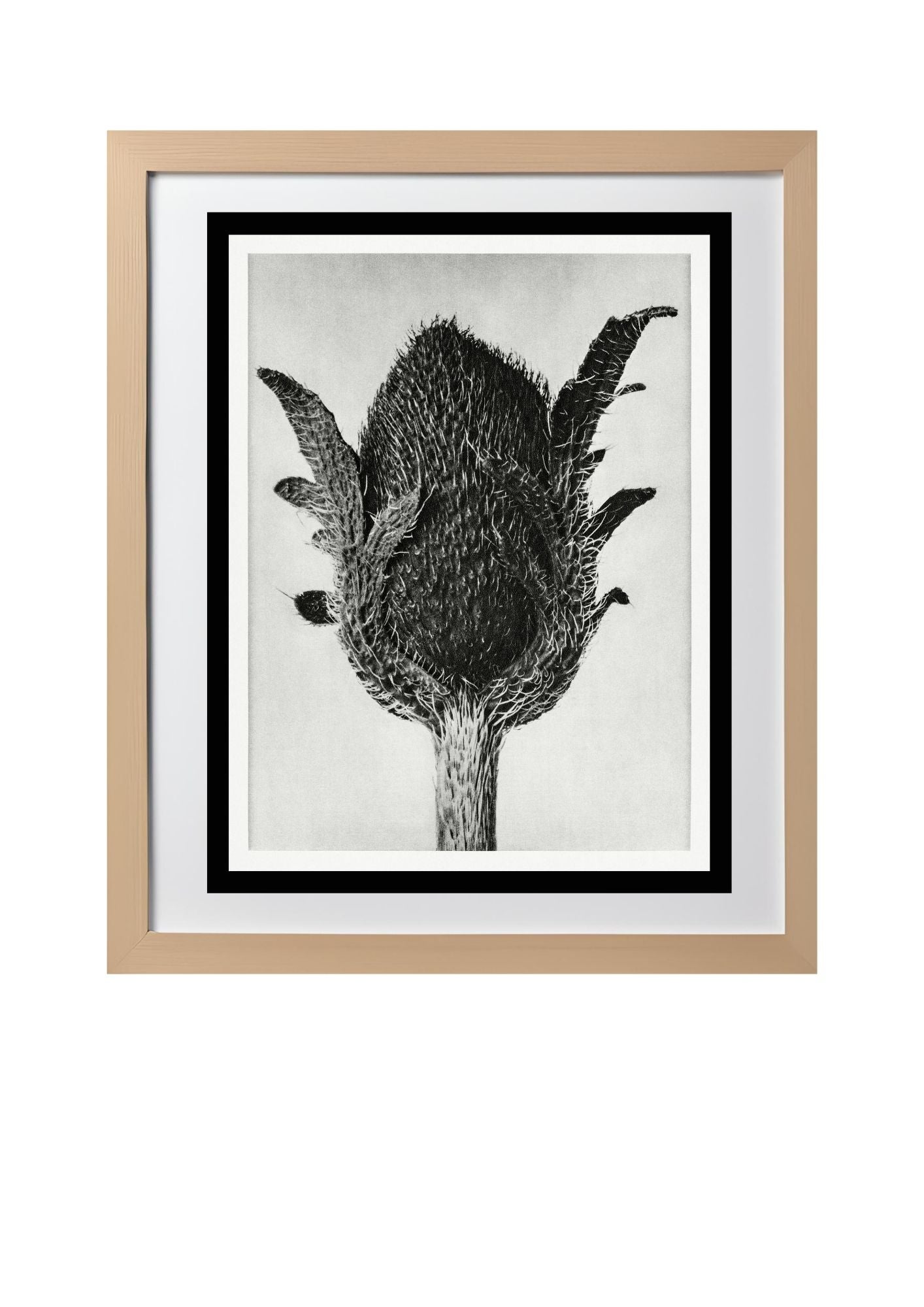 Papaver orientale (Oriental Poppy)