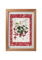 Aeschynanthus Peelii