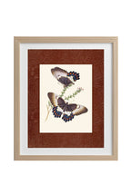 Papilio aegeus