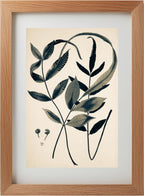 Acrostichum Flagelliferum