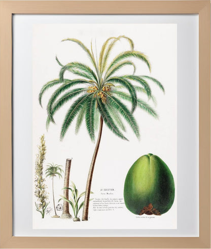 Le Cocotier (Cocos Mucifera)