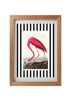 American Flamingo