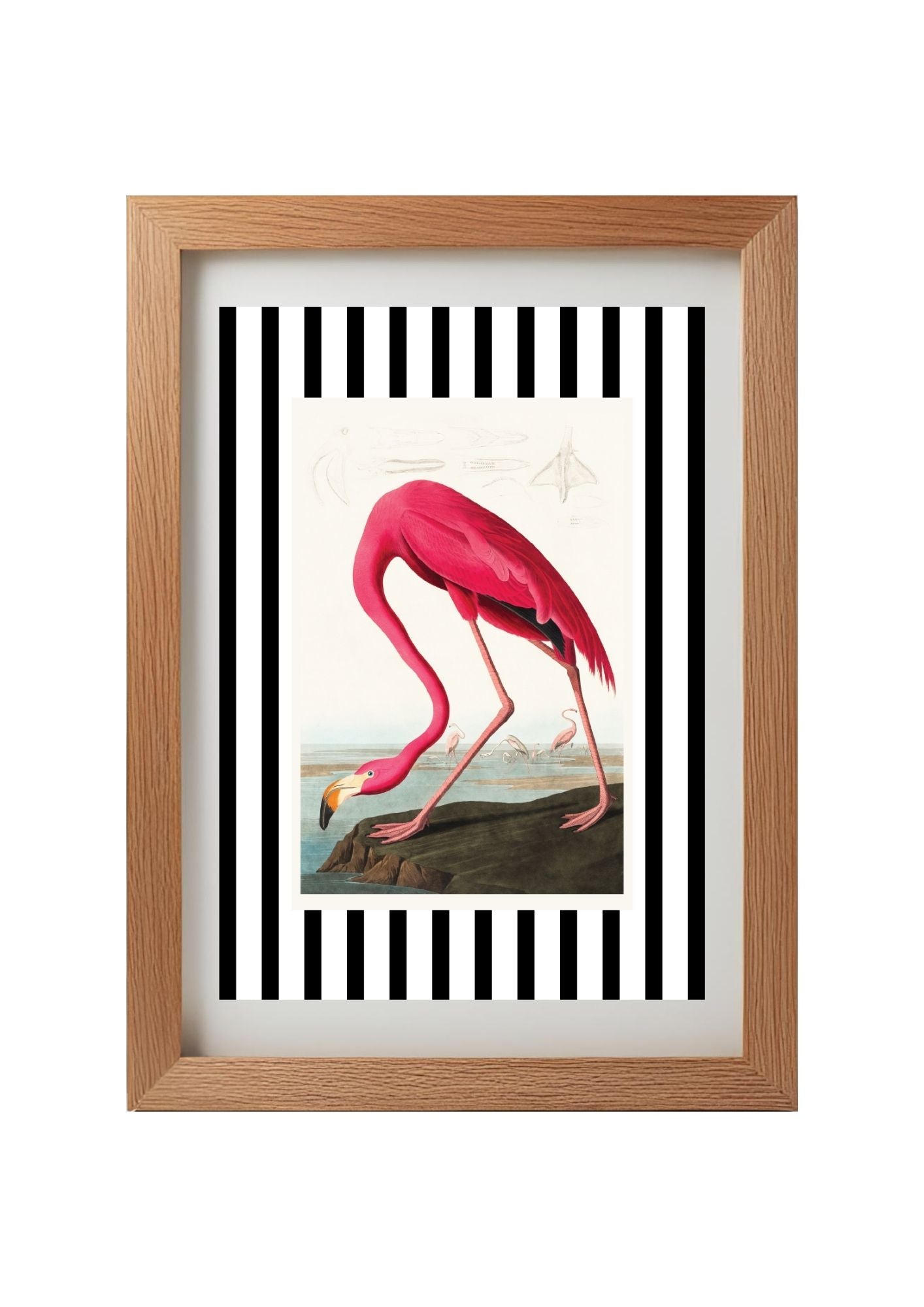 American Flamingo