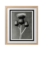 Cirsium Canum (Queen Anne Thistle)