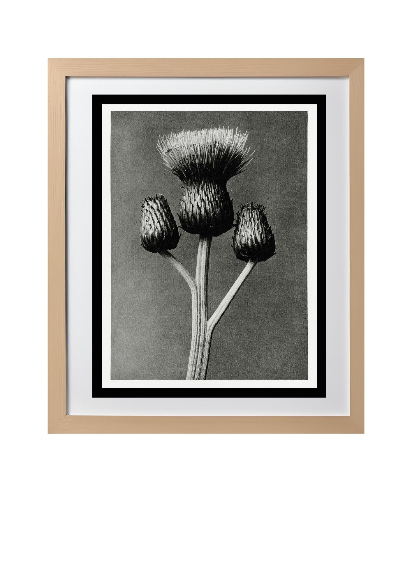 Cirsium Canum (Queen Anne Thistle)