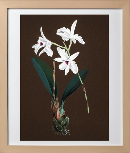Laelia Acuminata