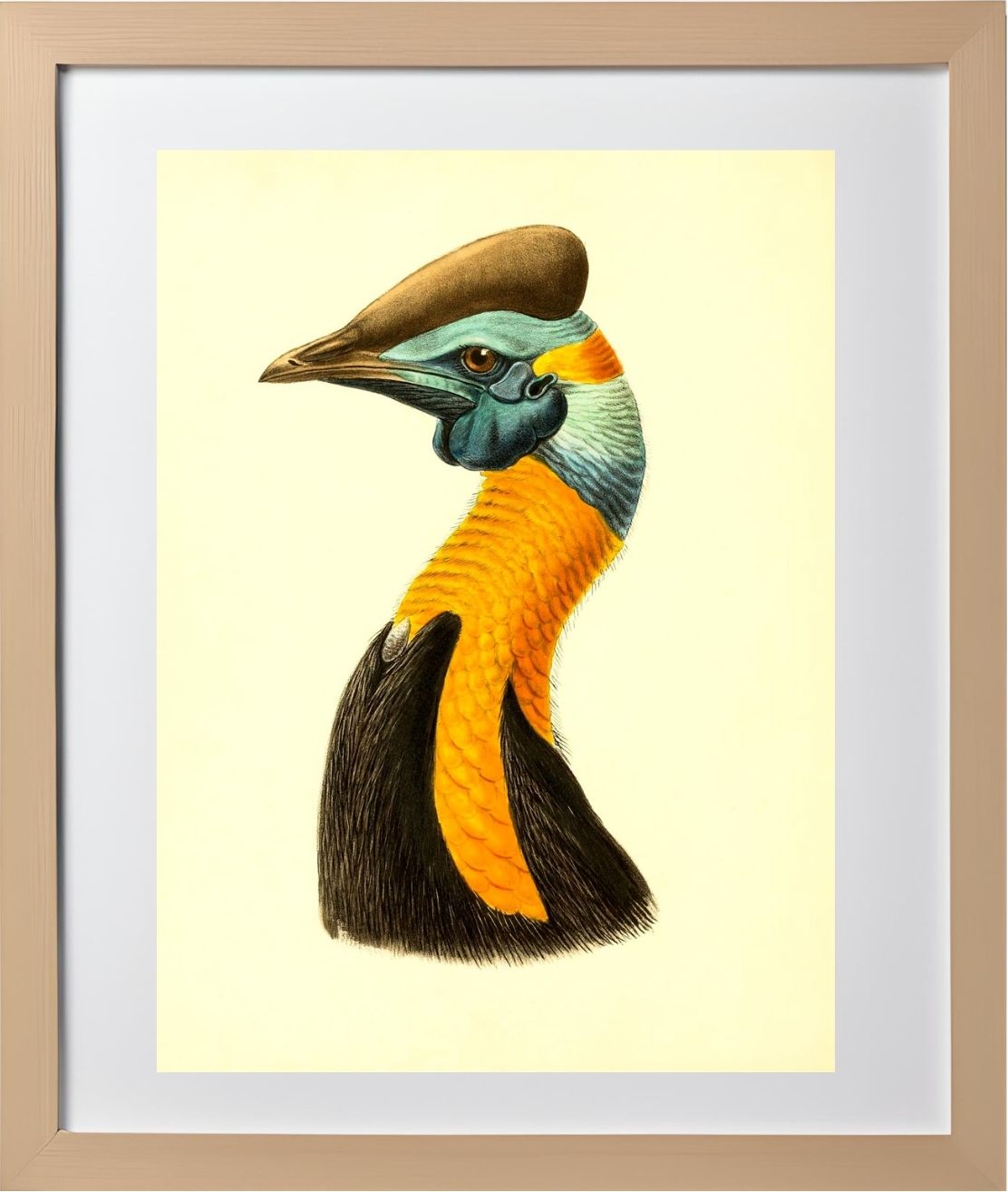 Casuarius Uniappendiculatus Aurantiacus
