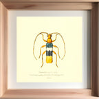 Chenoderus Tricolor