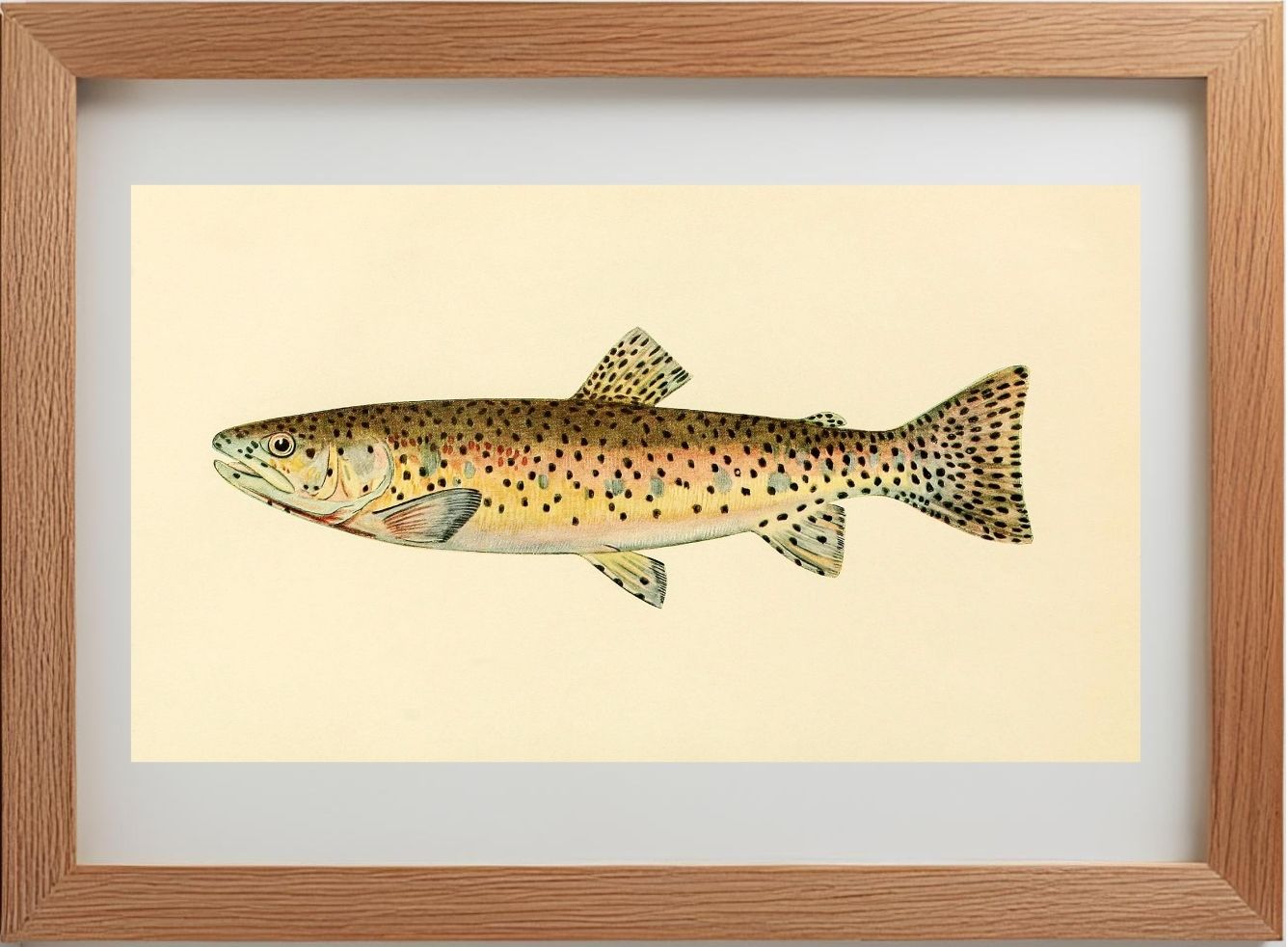 The Red Throat Trout (Adult Male) Salmo-Clarkii