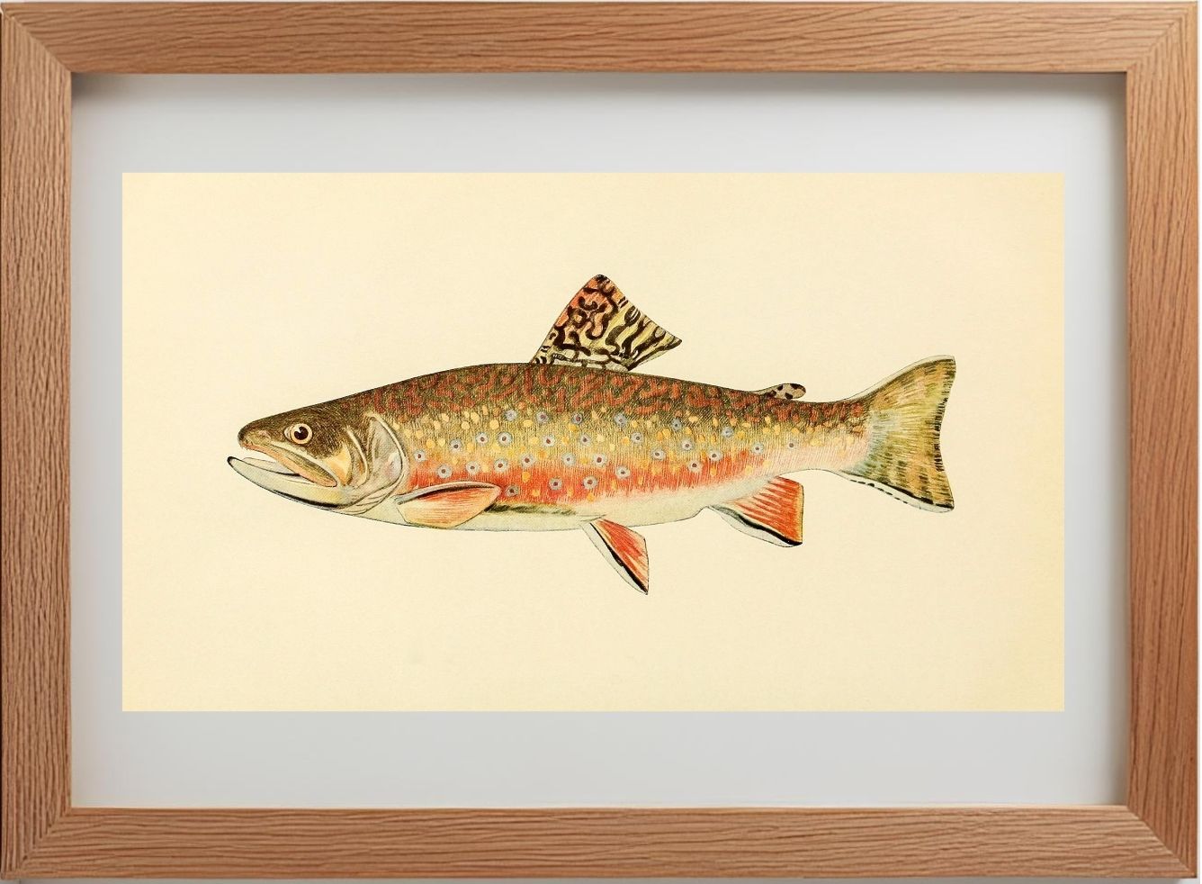 The Brook Trout (Adult Male) Salvelinus-Fontinalis (breeding season coloration)