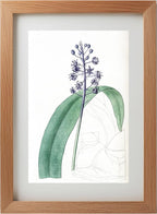 Lead-Coloured Scilla