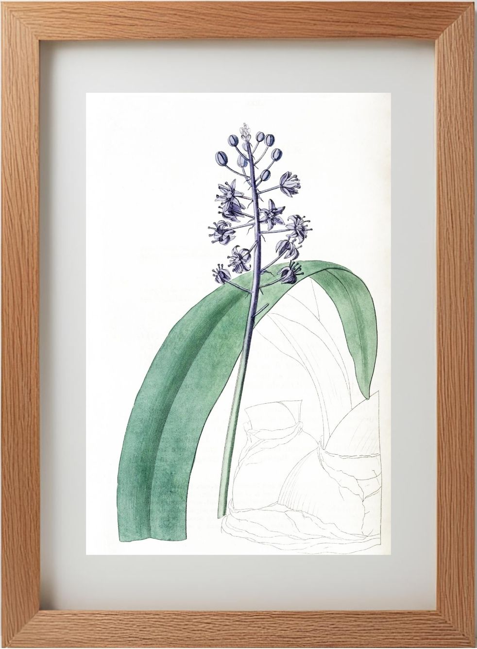Lead-Coloured Scilla