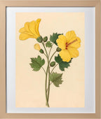 Hibiscus (Hibiscus Calyphyllus)