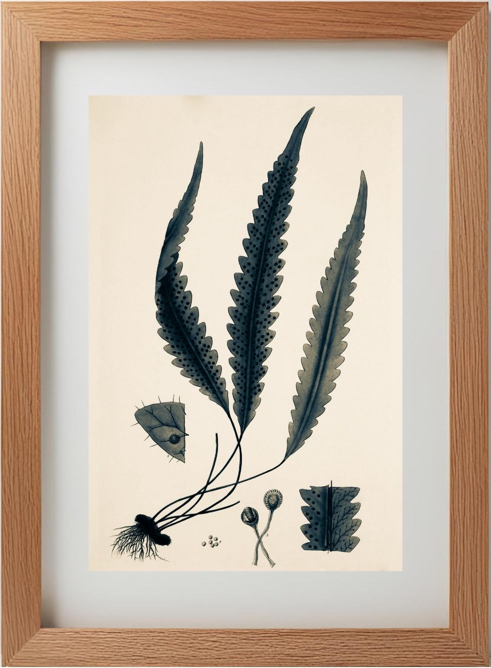 Polypodium Scolopendrioides