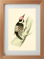 Lesser Spotted Woodpecker