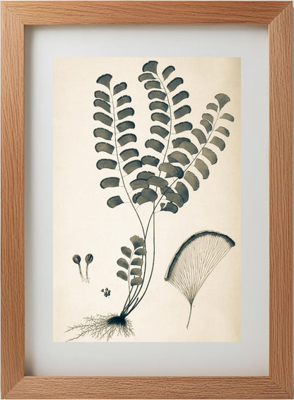 Adiantum Lunulatum