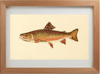 The Brook Trout (Adult Male) Salvelinus-Fontinalis