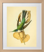 Violet Eared Hummingbird