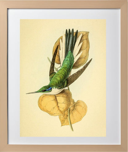 Violet Eared Hummingbird