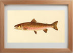 The Dolly Varden Trout (Adult Male) Salvelinus-Parkei