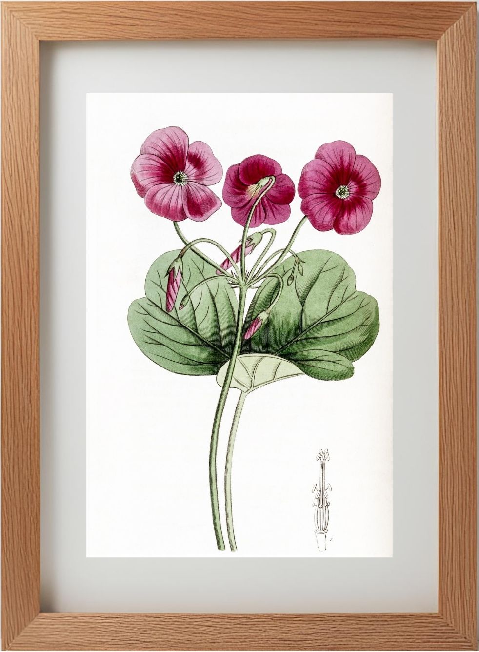 Bowie's Oxalis