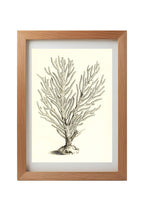 Gorgonia palma
