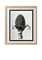 Petasites Officinalis (Butterbur)