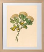 Pentandria Mon. (Pittosporum Viridiflorum)