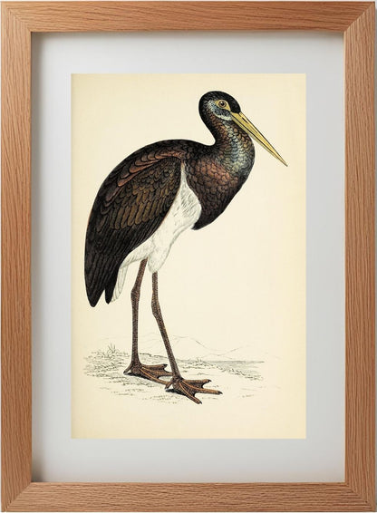 Black Stork