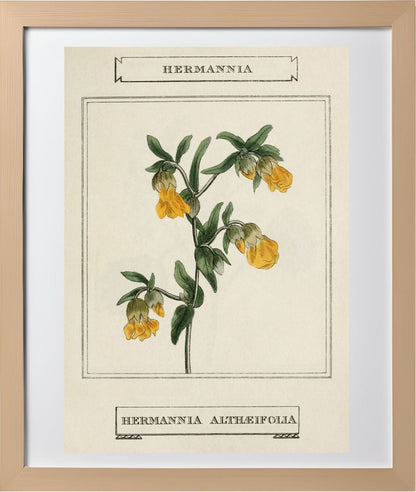 Hermannia