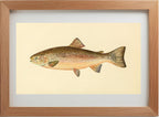 The Rainbow Trout (Adult Male) Salmo-Irideus
