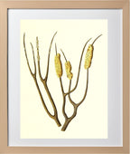 Gorgonia dichotoma