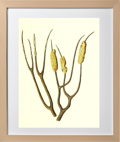 Gorgonia dichotoma