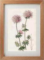 Long-styled Crucianella