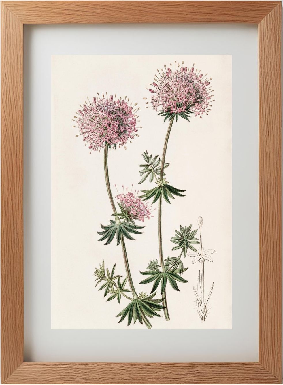 Long-styled Crucianella