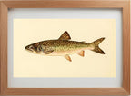 The Great Lake Trout (Adult Male) Christivomer-Namaycush