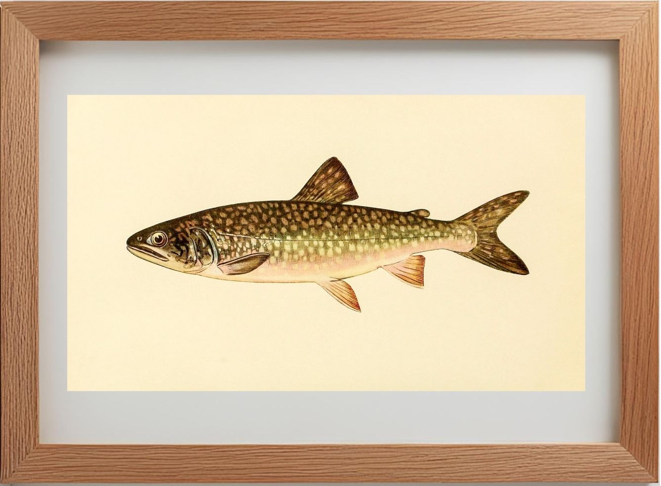 The Great Lake Trout (Adult Male) Christivomer-Namaycush