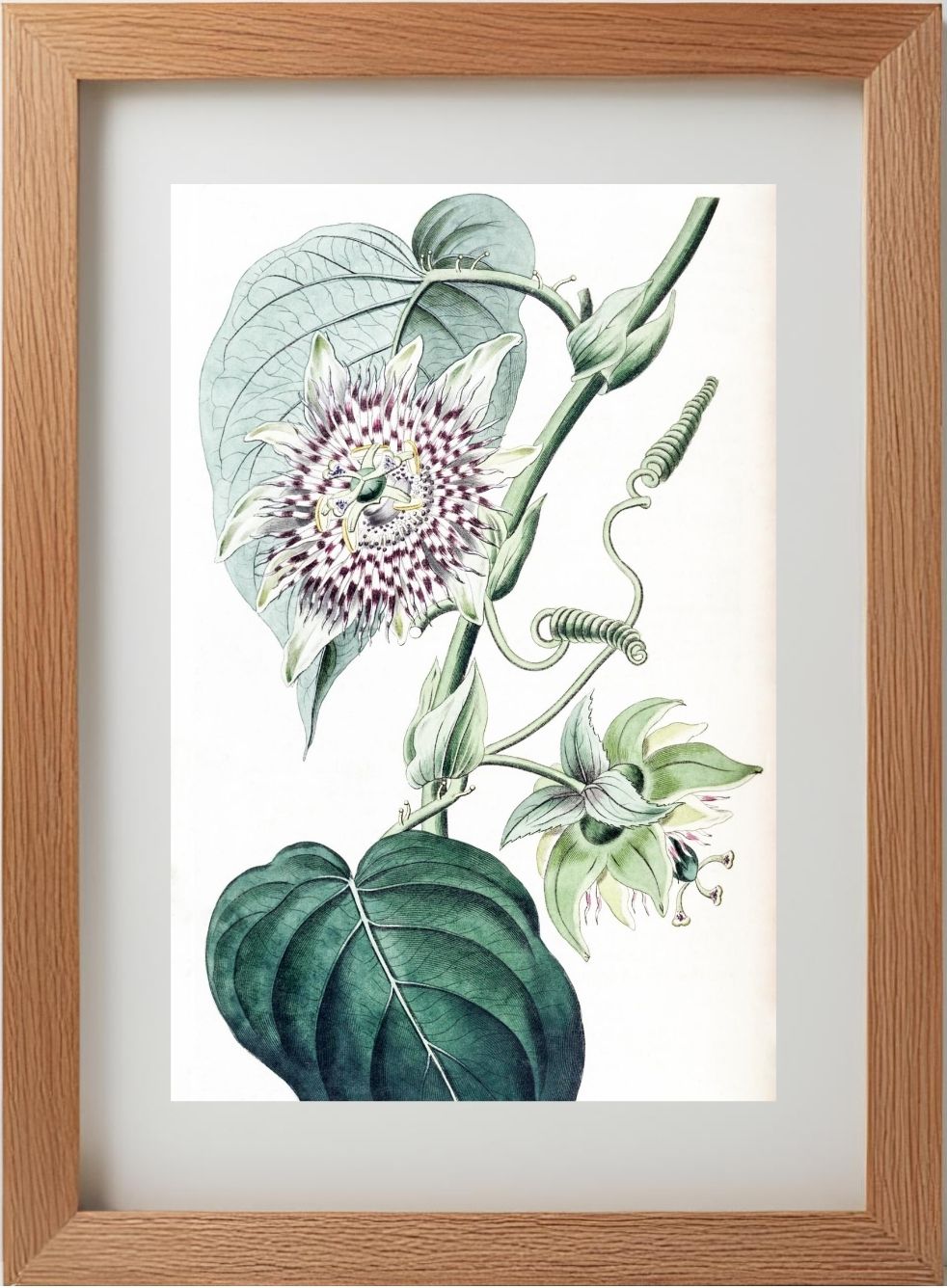 Strapped Passion-flower