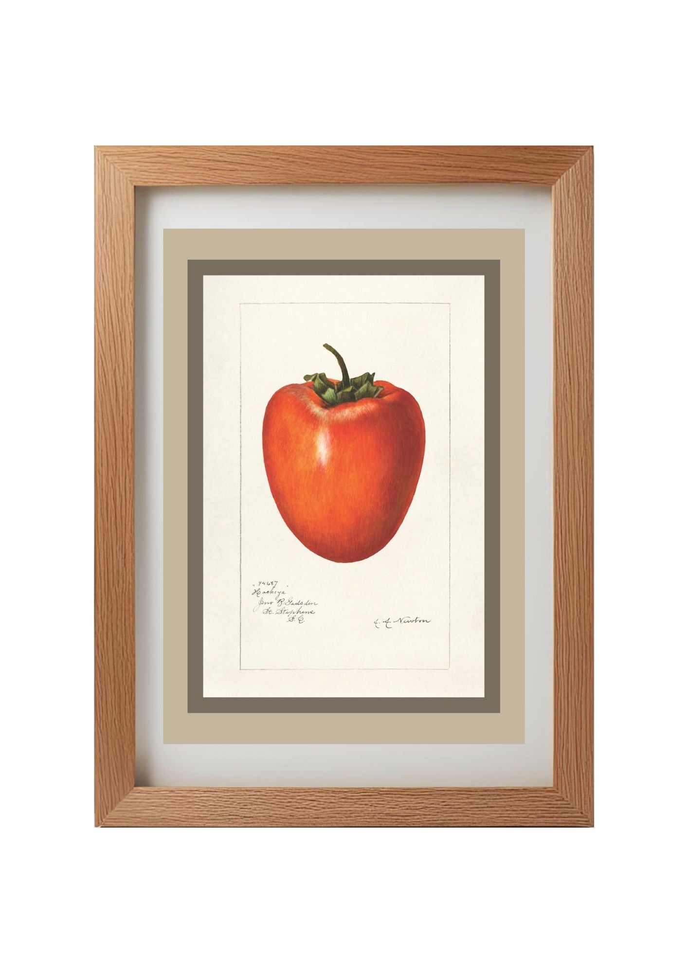 Persimmon