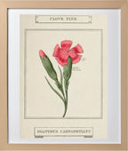 Clove Pink