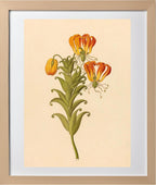 Gloriosa (Gloriosa Superba)