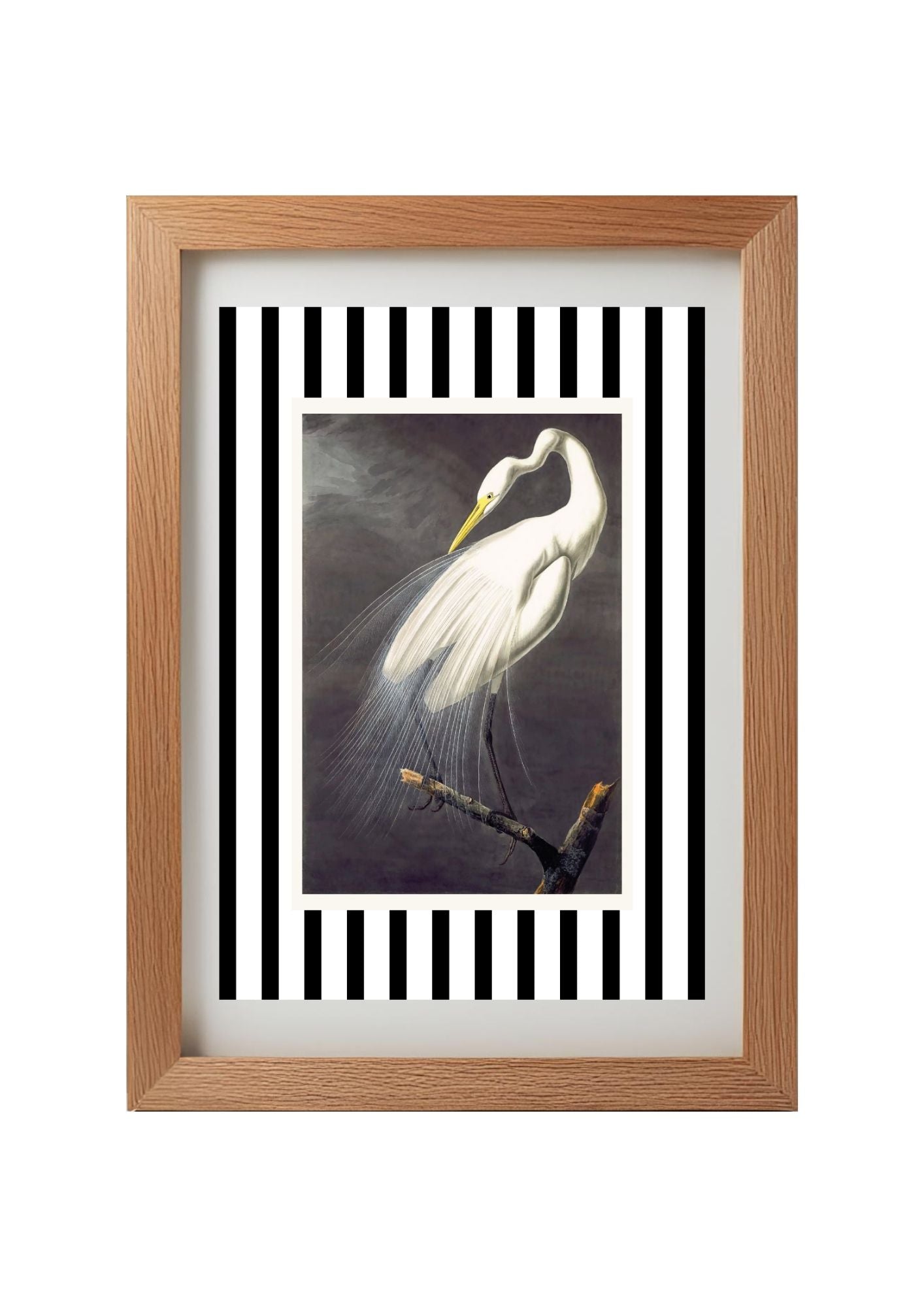 Great White Egret